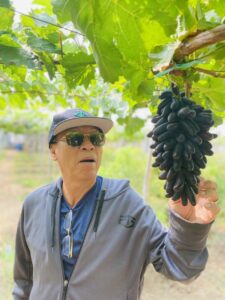 Vườn nho ngón tay đen phục vụ du khách nhân dịp lễ 30/04/2023