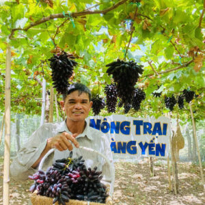 hoang yen farm he thong cay nho ninh thuan