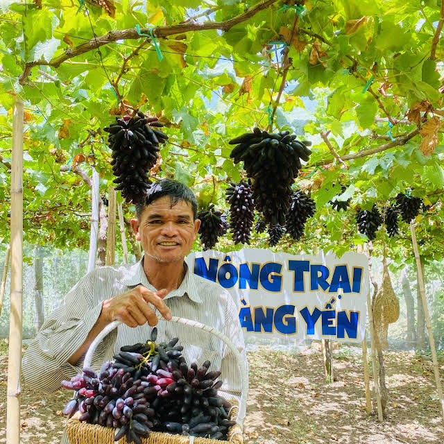 Những chùm nho tươi ngon bậc nhất