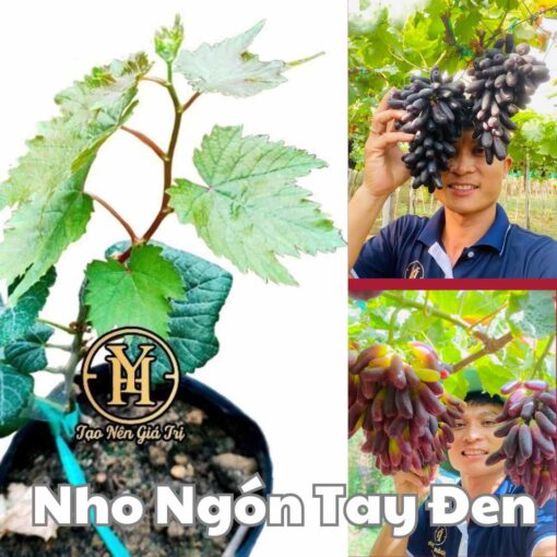 Cây nho ngón tay Úc không hạt