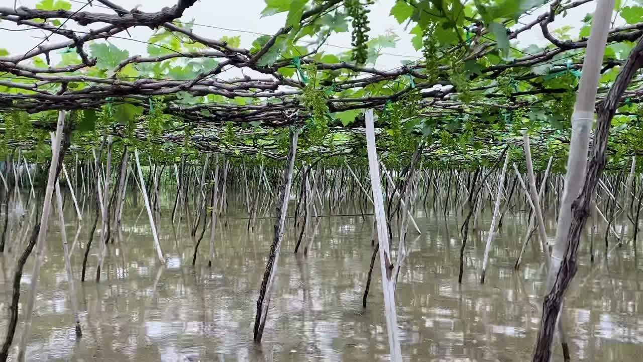 Mùa mưa có nên trồng nho không