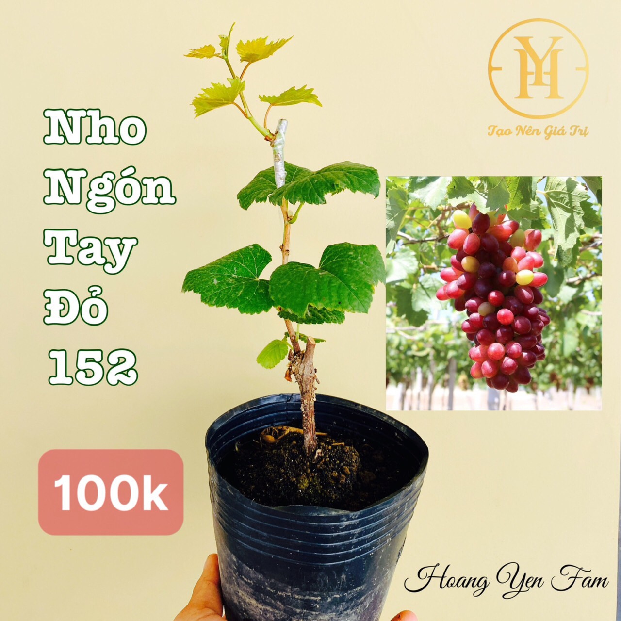 Bảng Giá Các Loại Cây Giống Nho