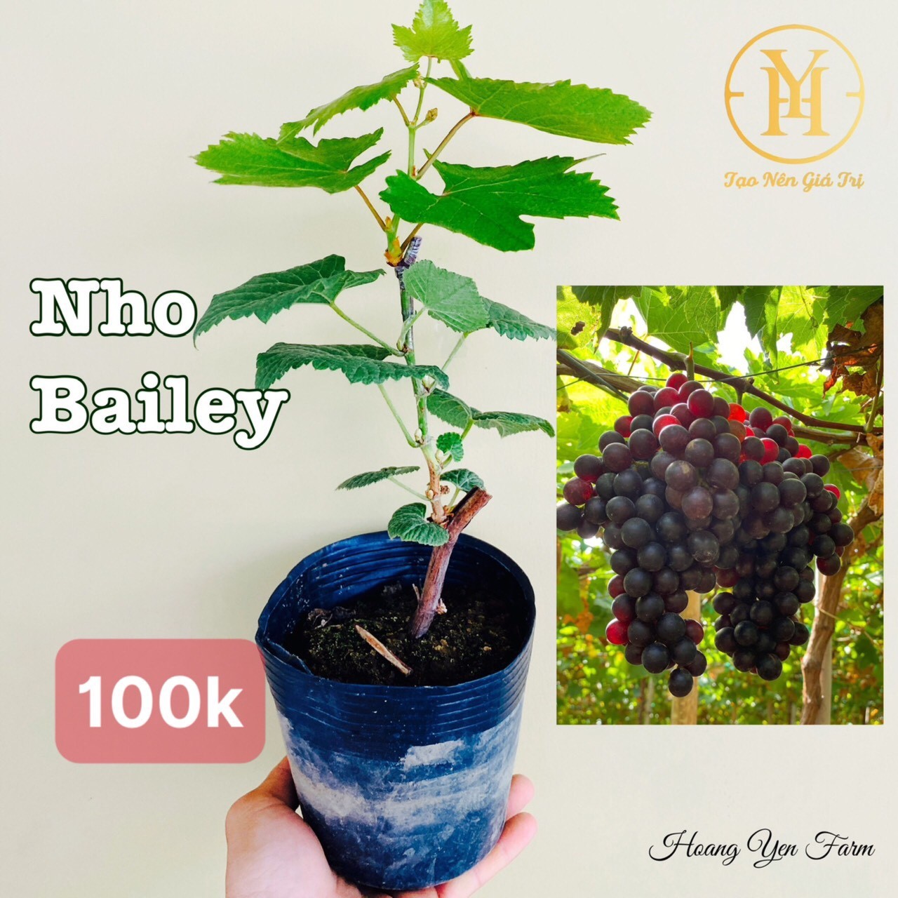 Bảng Giá Các Loại Cây Giống Nho