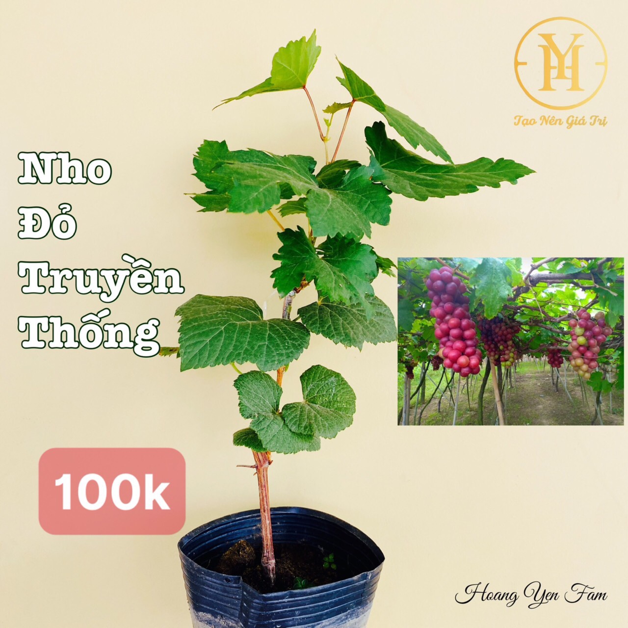 Bảng Giá Các Loại Cây Giống Nho