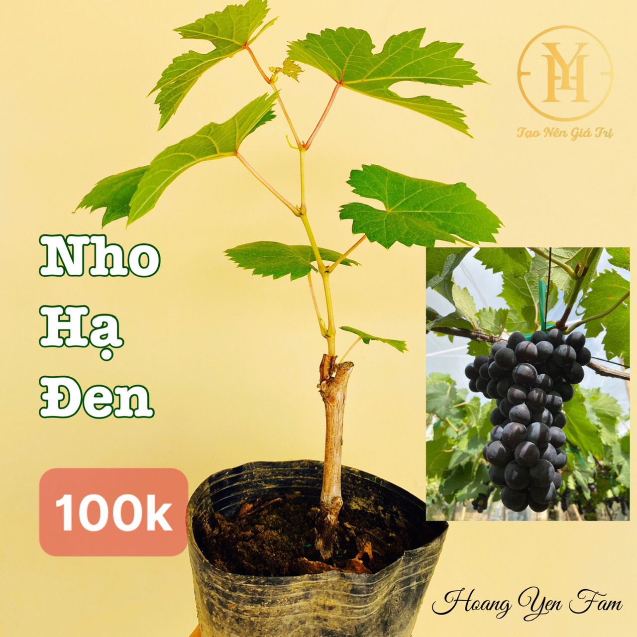 Bảng Giá Các Loại Cây Giống Nho