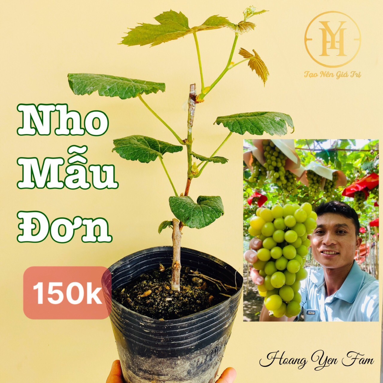 Bảng Giá Các Loại Cây Giống Nho