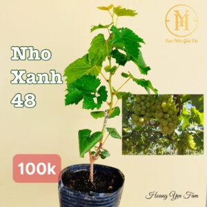 Bảng Giá Các Loại Cây Giống Nho