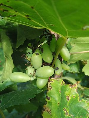 Nông Trại Hoàng Yến Vinh Dự Được Tặng Bằng Khen Tại Hội Nghị Điển Hình Tiên Tiến Xã Ninh Phước