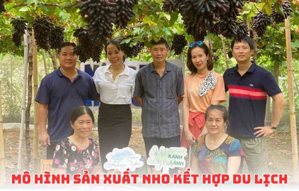 Mô Hình Sản Xuất Nho Kết Hợp Du Lịch Tại Nông Trại Hoàng Yến