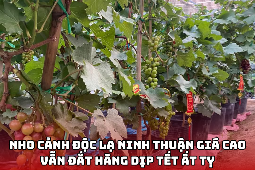 Giá cao vẫn hút khách