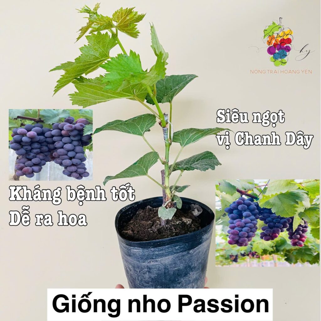 Giống Nho Passion