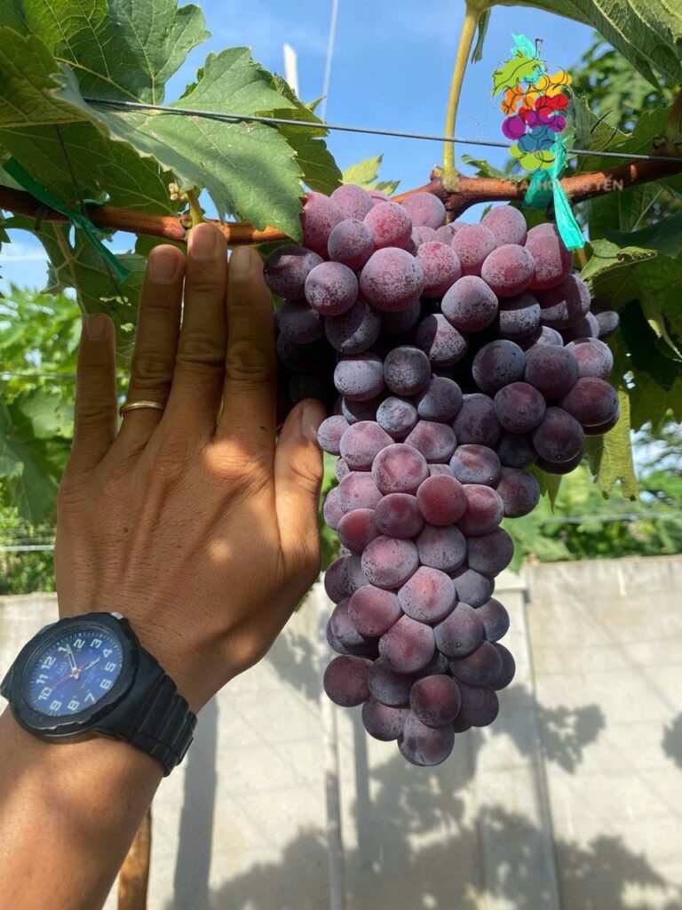 Giống Nho Passion