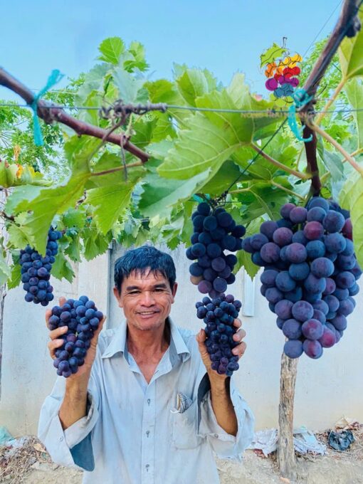 Giống Nho Passion