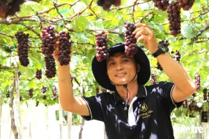 CÂY NHO HẠ ĐEN KHÔNG HẠT