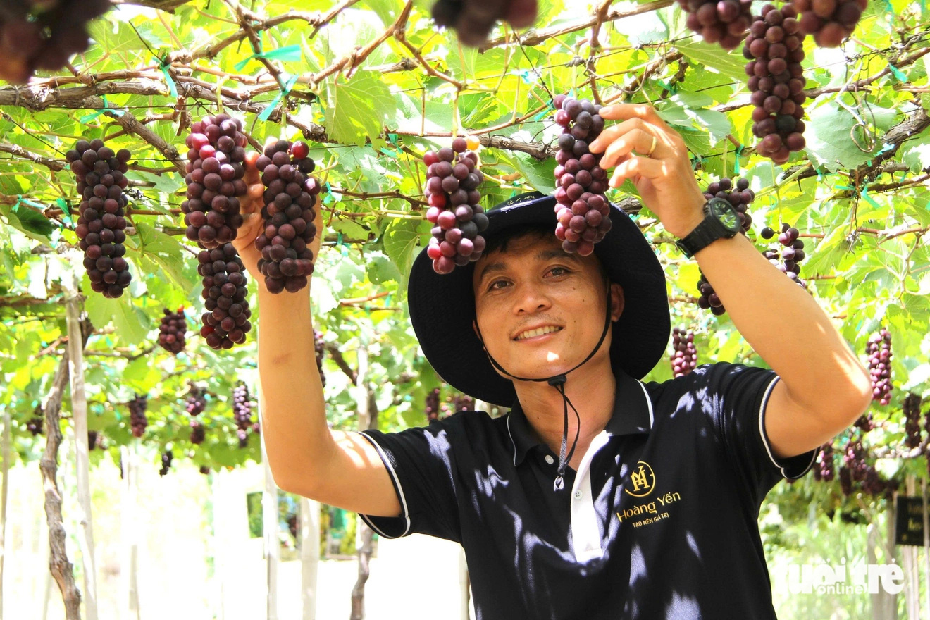 CÂY NHO HẠ ĐEN KHÔNG HẠT