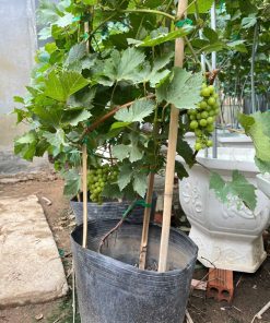 Cây Nho Có Sẵn 2 Chùm Quả