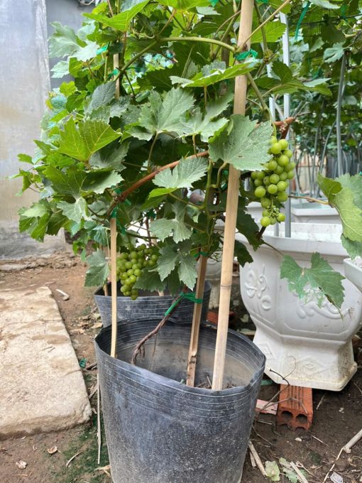Cây Nho Có Sẵn 2 Chùm Quả