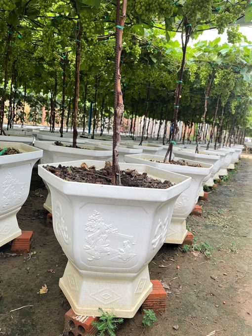 Nho đỏ truyền thống – Cây sẵn trái, thu hoạch nhanh, vụ mới chỉ sau 30 ngày