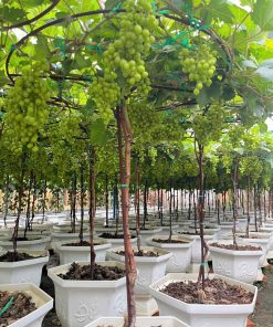 Nho đỏ truyền thống – Cây sẵn trái, thu hoạch nhanh, vụ mới chỉ sau 30 ngày