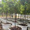Nho đỏ truyền thống – Cây sẵn trái, thu hoạch nhanh, vụ mới chỉ sau 30 ngày
