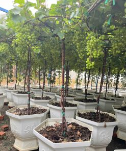 Nho đỏ truyền thống – Cây sẵn trái, thu hoạch nhanh, vụ mới chỉ sau 30 ngày