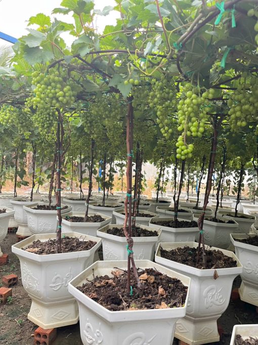 Nho đỏ truyền thống – Cây sẵn trái, thu hoạch nhanh, vụ mới chỉ sau 30 ngày