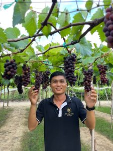 Đặt Mua Nho Hạ Đen Không Hạt Tươi Ngon – Nông Trại Hoàng Yến