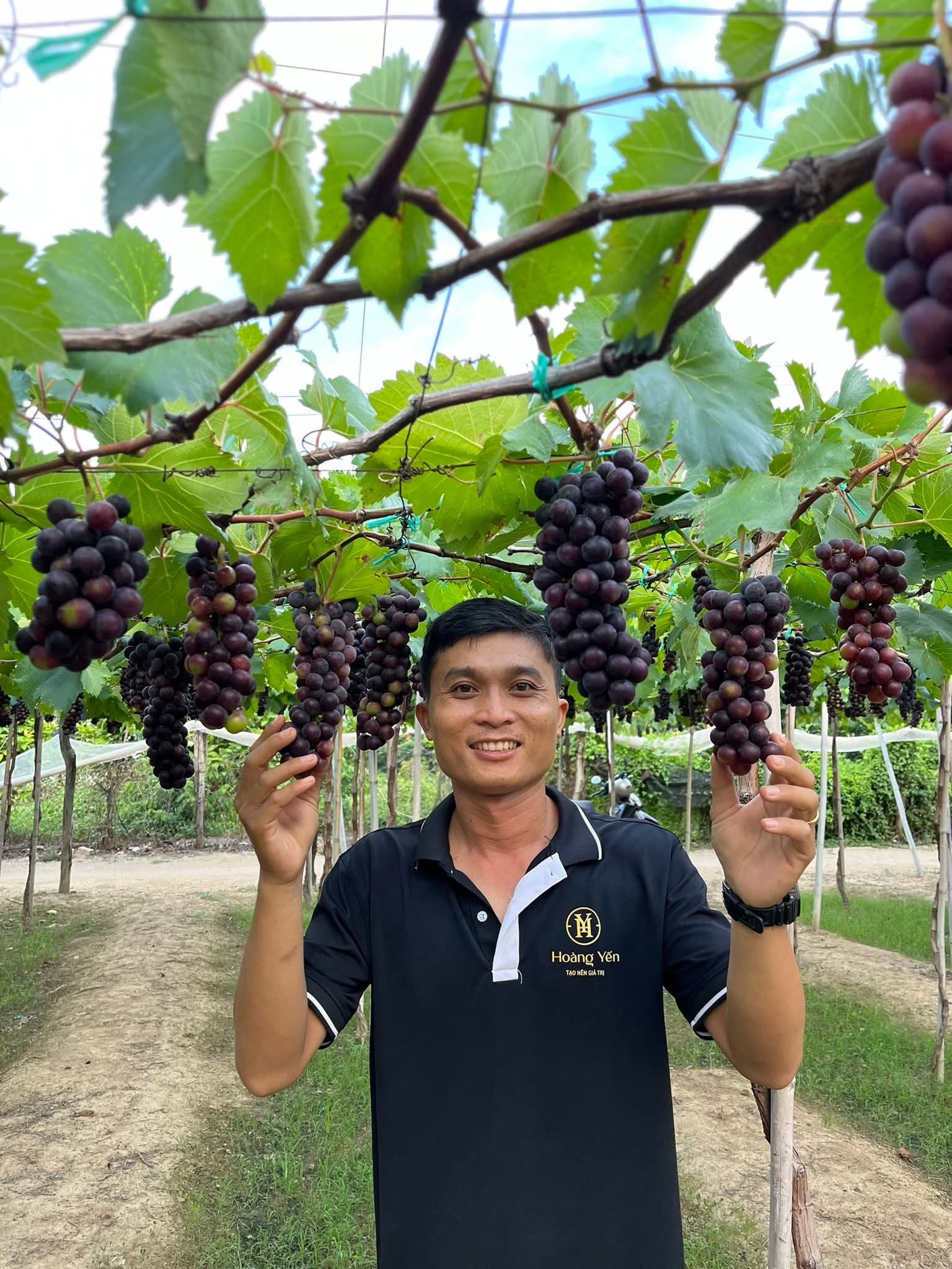 Đặt Mua Nho Hạ Đen Không Hạt Tươi Ngon – Nông Trại Hoàng Yến