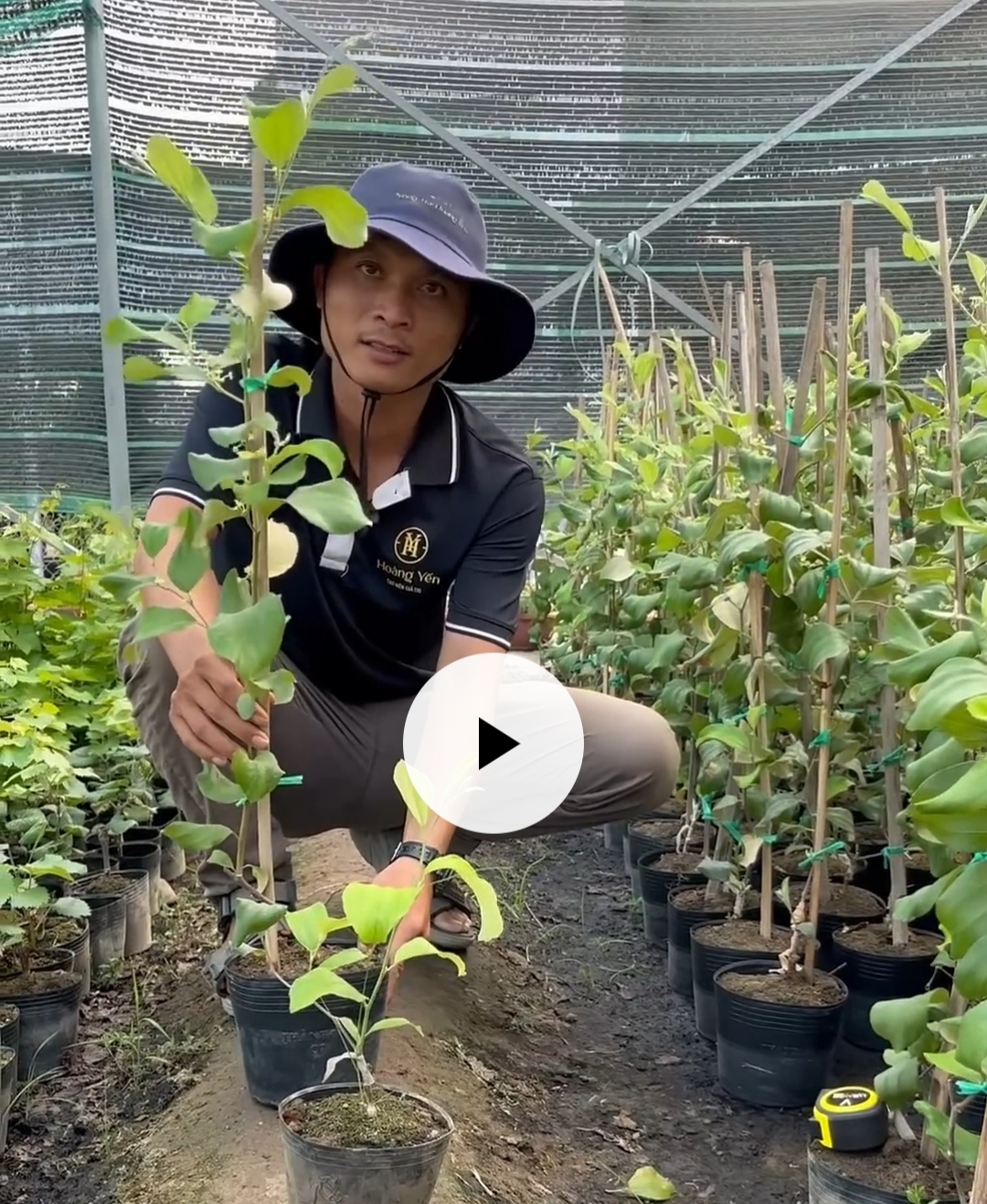 Cây Táo Thái Da Xanh Cao 1 Mét – Nhanh Ra Hoa, Đậu Trái Sớm