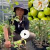 Cây Táo Thái Da Xanh Cao 1 Mét – Nhanh Ra Hoa, Đậu Trái Sớm