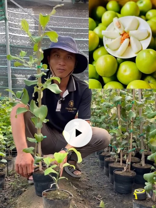 Cây Táo Thái Da Xanh Cao 1 Mét – Nhanh Ra Hoa, Đậu Trái Sớm
