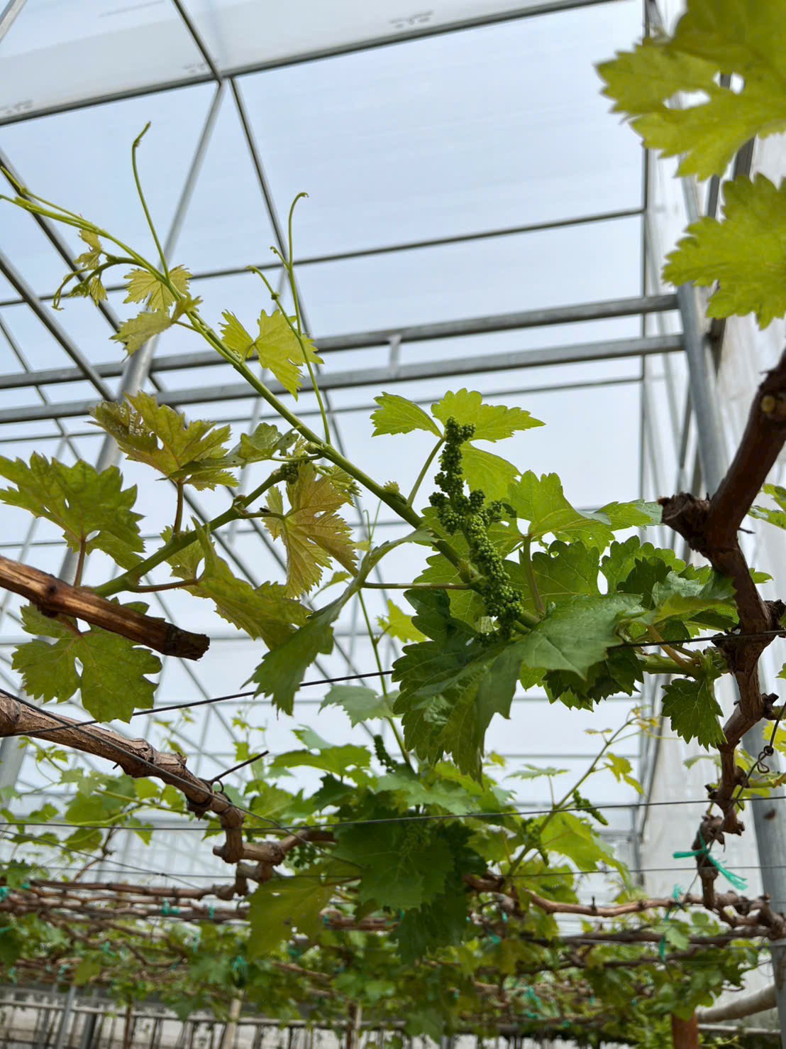 Nông Trại Hoàng Yến Nỗ Lực Thoát Nước Cho Vườn Nho Sau Lũ | Giống Nho Chất Lượng Cao