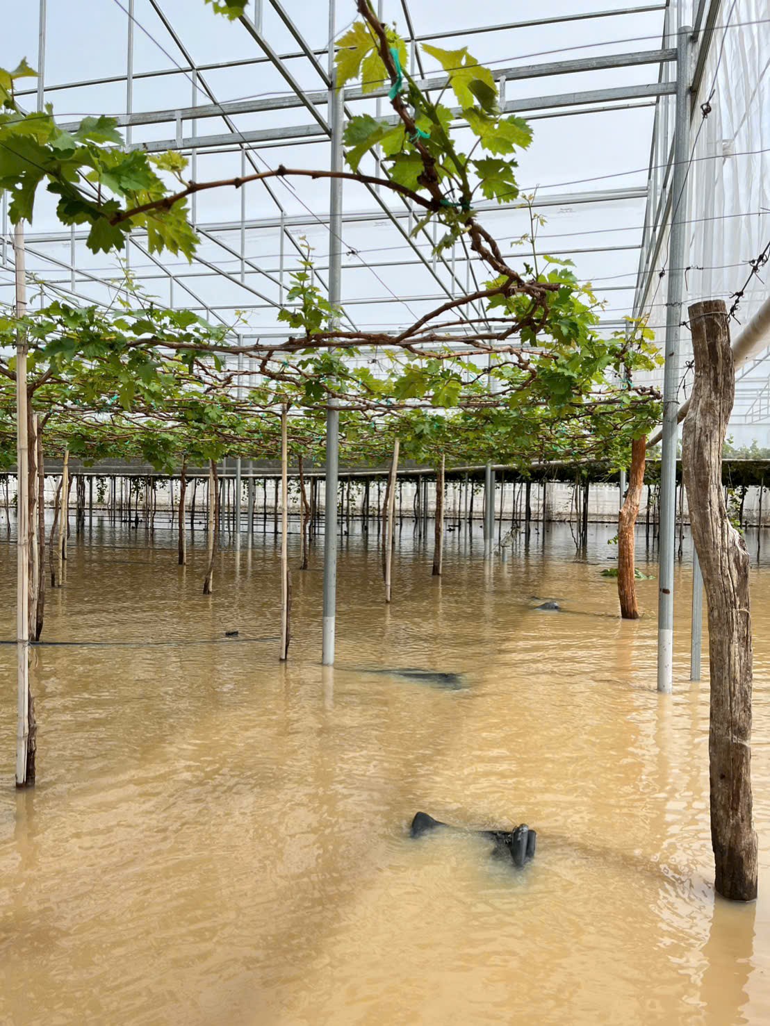 Nông Trại Hoàng Yến Nỗ Lực Thoát Nước Cho Vườn Nho Sau Lũ | Giống Nho Chất Lượng Cao