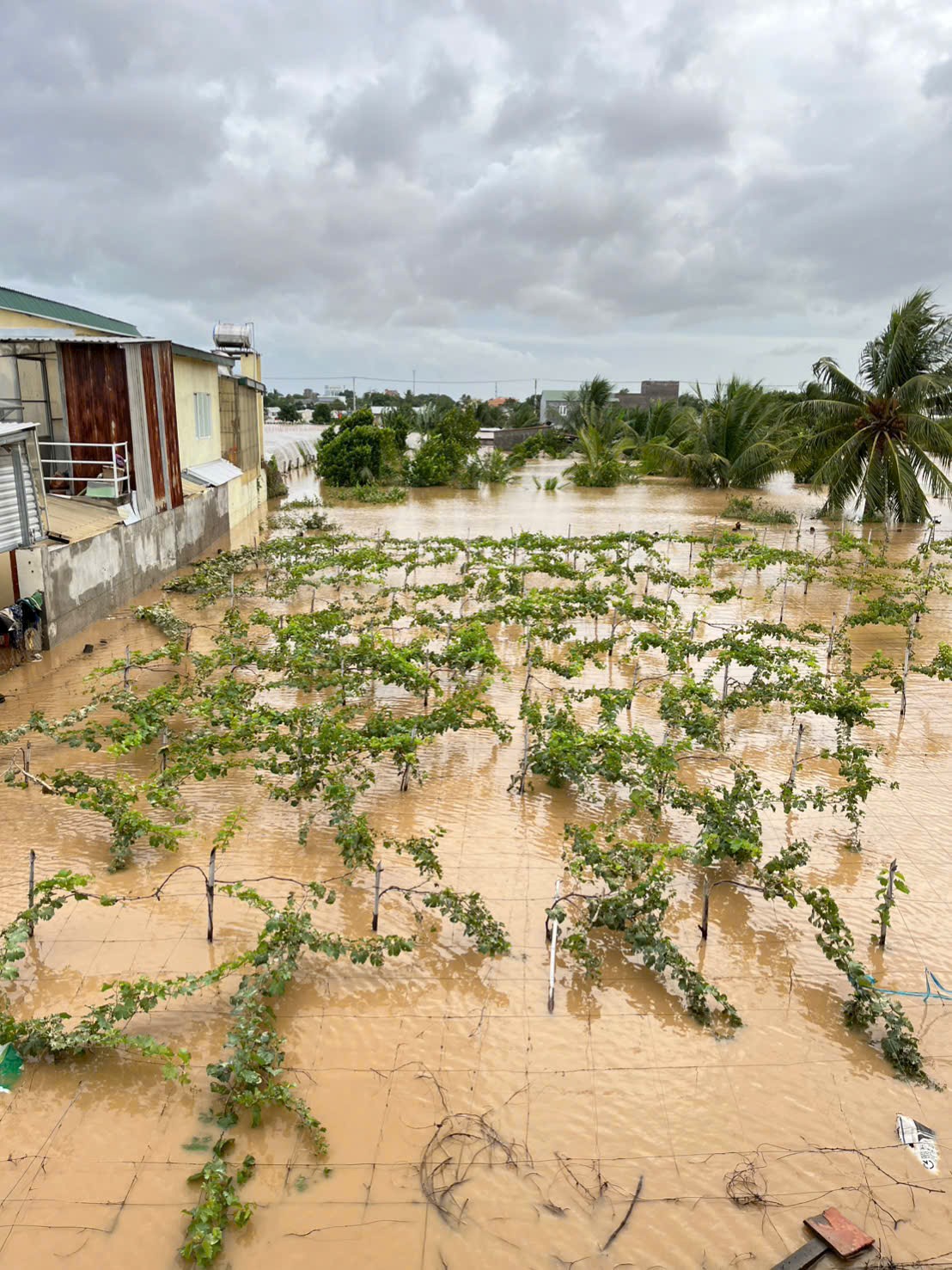 Lũ Lần 2 Lại Lên – Vườn Nho Đang Bước Vào Giai Đoạn Nguy Kịch