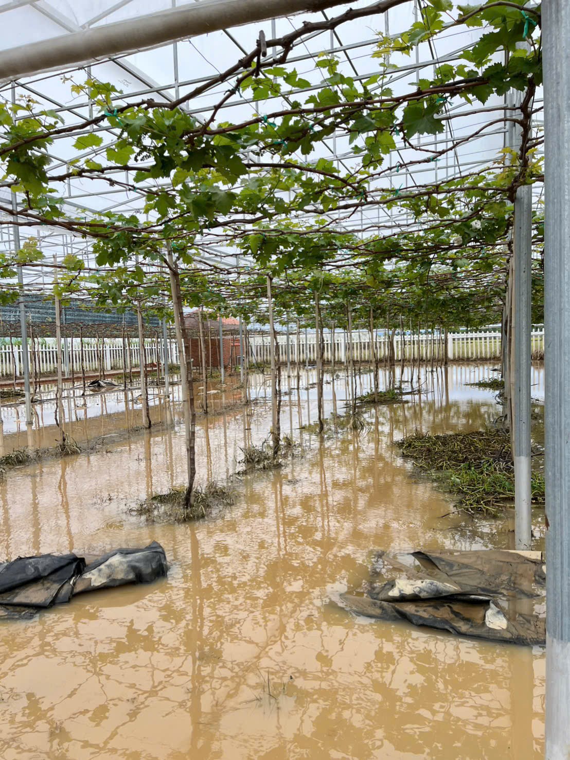 Phục Hồi Vườn Nho Bảy Sắc Cầu Vồng Sau 6 Ngày Ngập Lũ