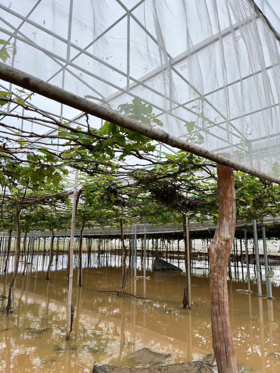 Bổ sung dinh dưỡng cho cây nho