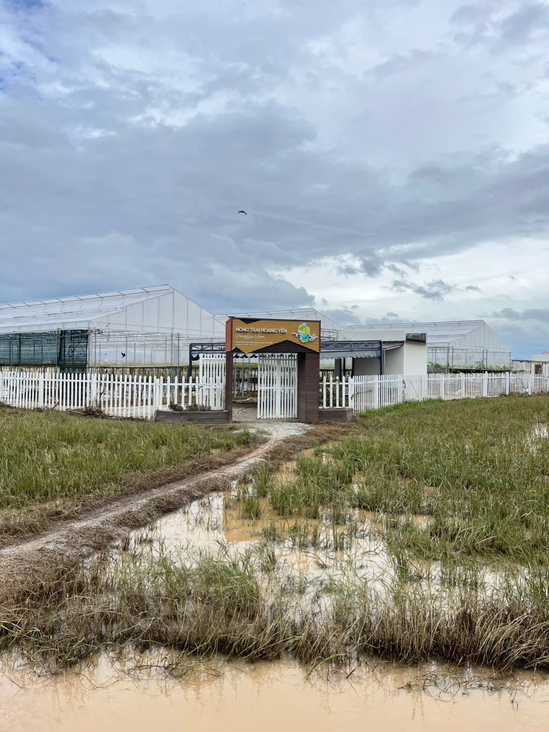 Bổ sung dinh dưỡng cho cây nho