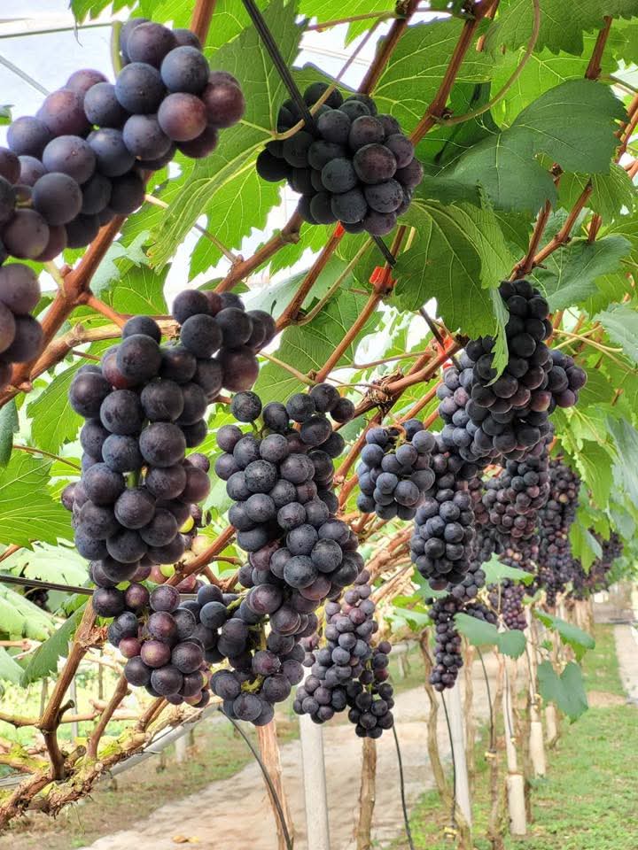 Nông trại Hoàng Yến tự hào cung cấp cây giống nho chất lượng, tư vấn kỹ thuật giúp nhiều vườn nho canh vụ Tết 2026 thành công dù khí hậu khắc nghiệt.