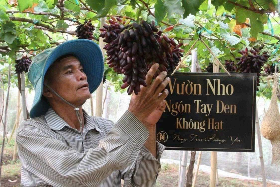 Nho Ngón Tay Đen Không Hạt
