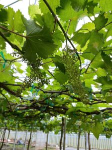 Nho Ra Hoa Không Đậu Trái? Có Thể Bạn Đang Sai Ở Bước Này