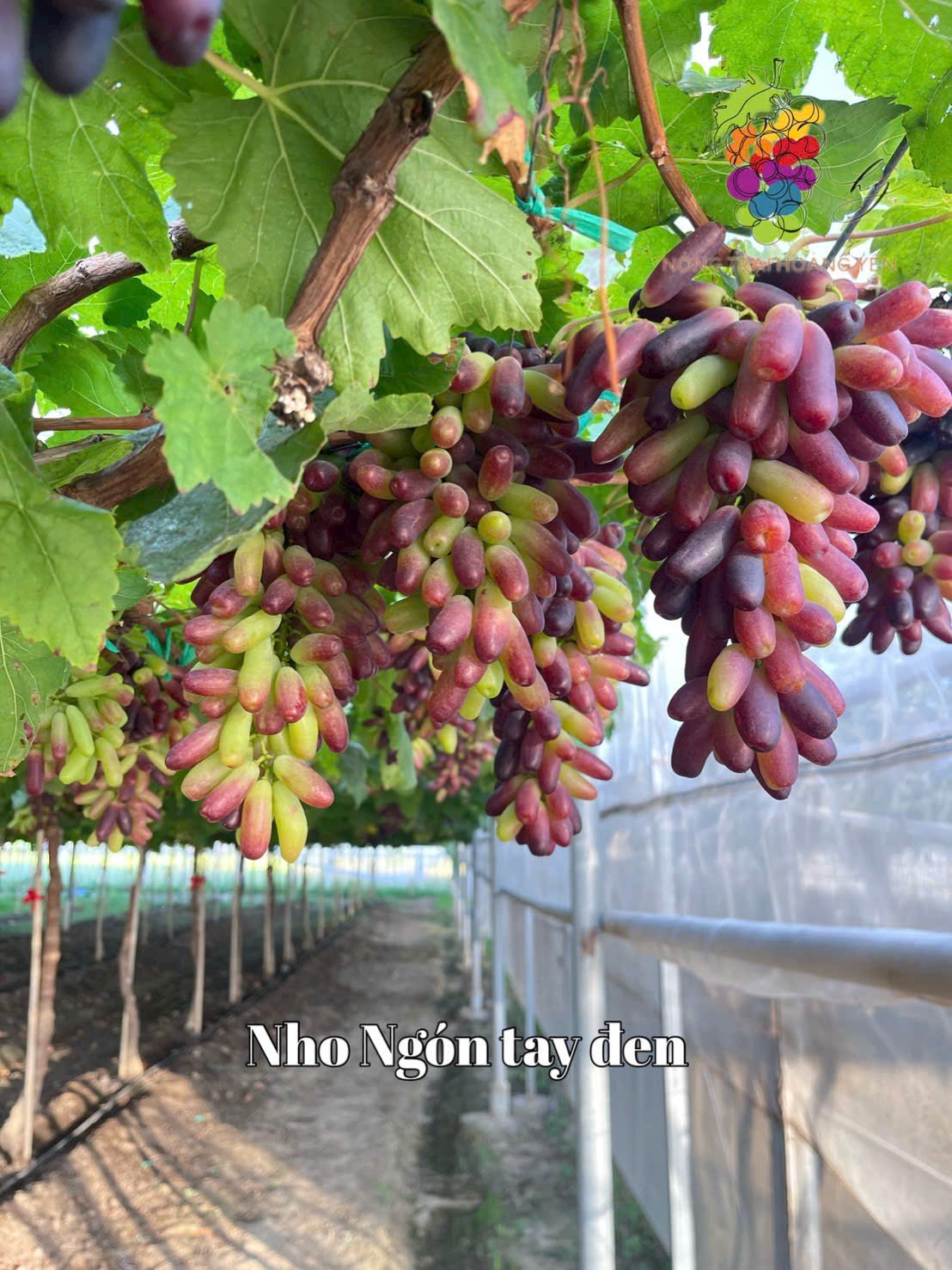 Top 3 giống nho không hạt dễ trồng nhất hiện nay – Bí quyết trồng nho sai trái tại nhà