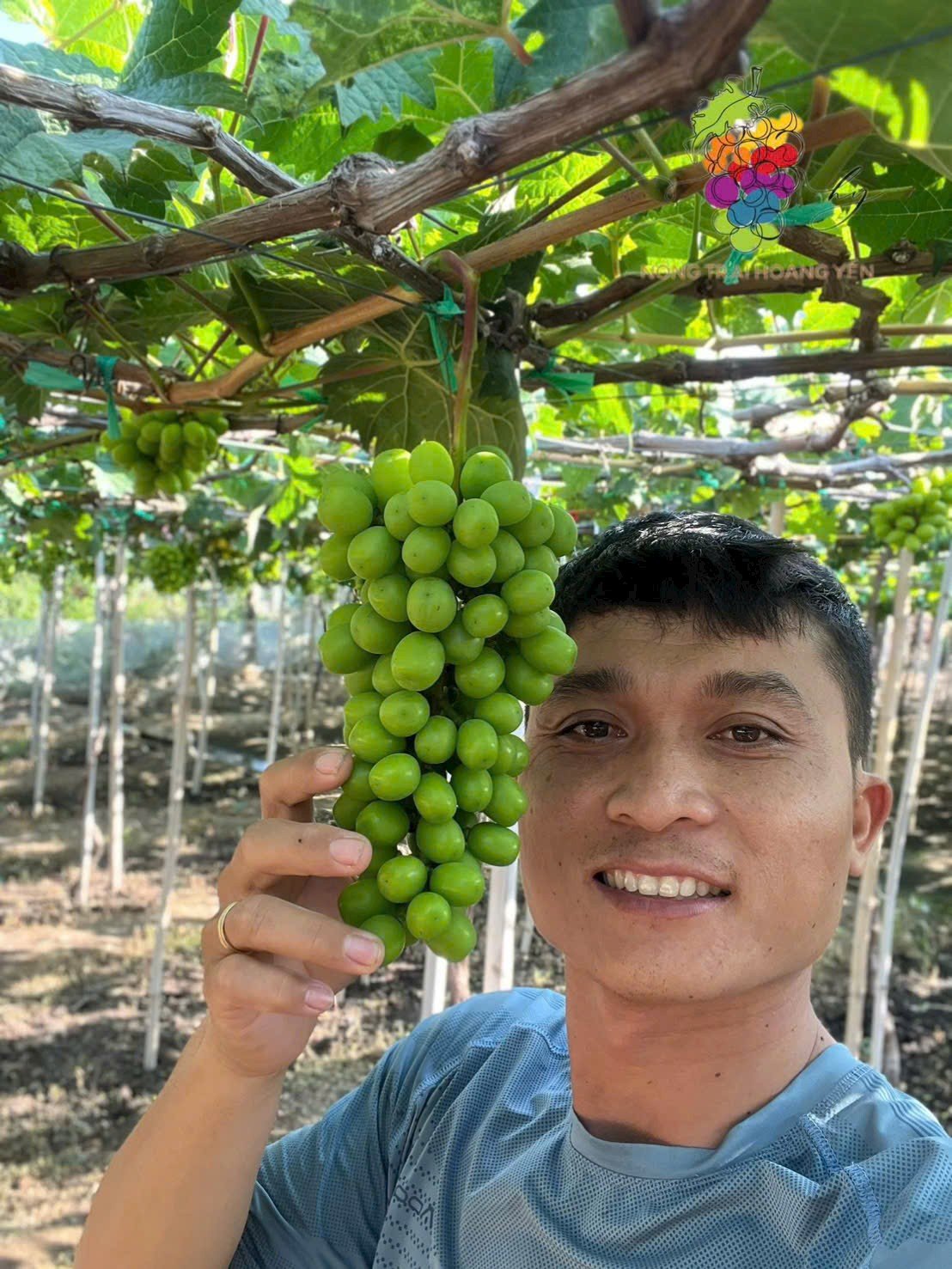 Nho Mẫu Đơn – dòng nho cao cấp, thơm nhẹ