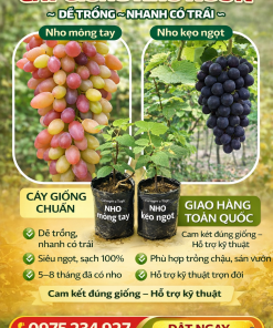 Combo Nho Móng Tay + Nho Kẹo Ngọt – Cây Giống Chuẩn, Dễ Trồng
