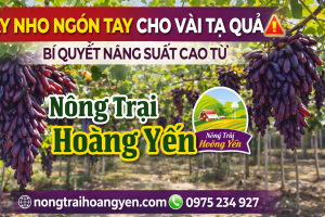 Cây Nho Ngón Tay Cho Vài Tạ Quả – Bí Quyết Tăng Năng Suất Từ Nông Trại Hoàng Yến