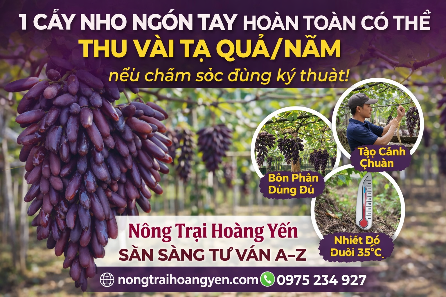 Chùm nho sai quả