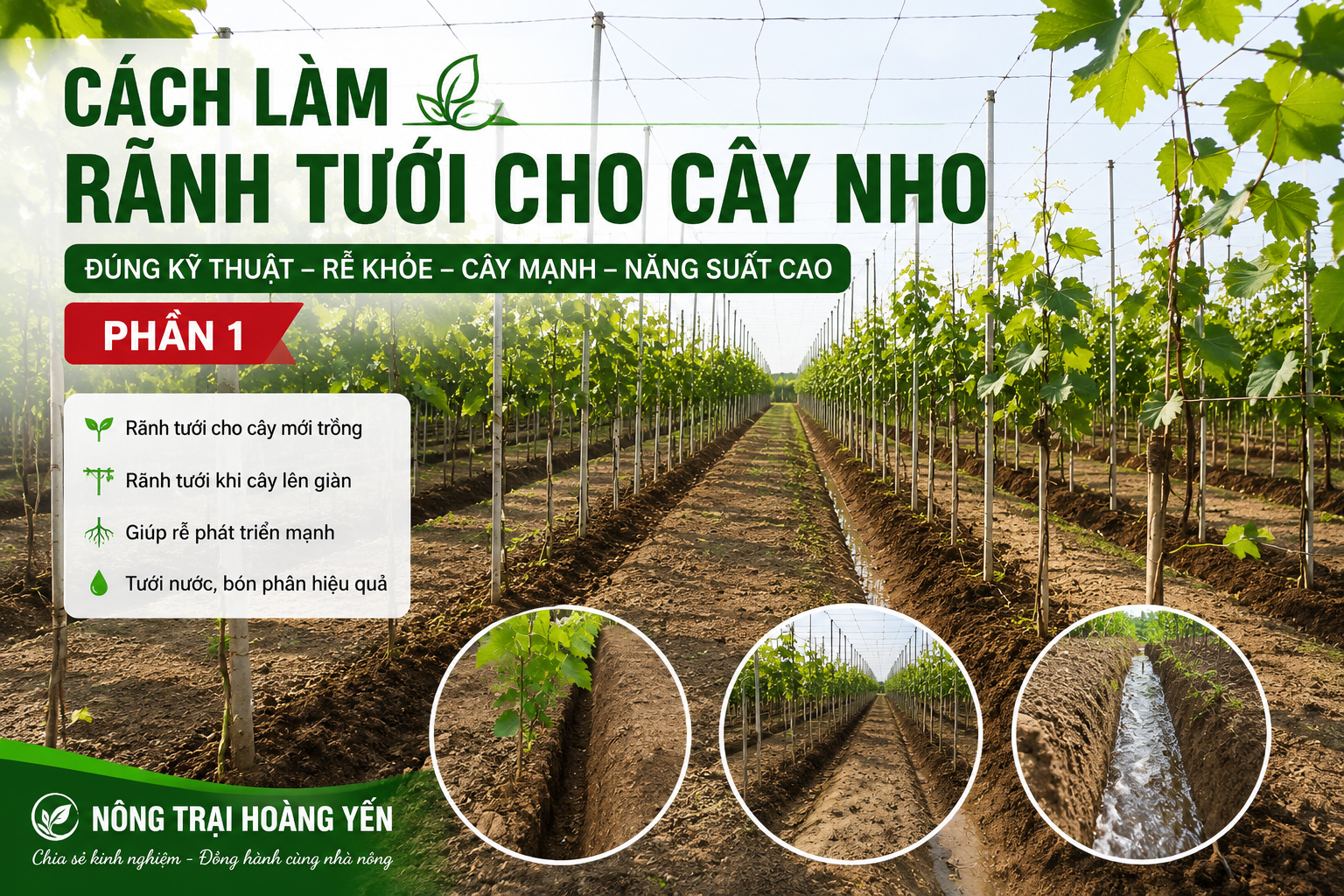 Cách làm rãnh tưới cho cây nho đúng kỹ thuật