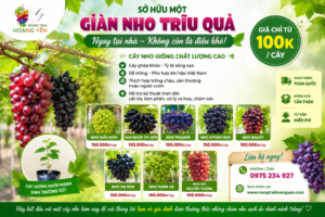 Cây Nho Giống Ghép Chất Lượng Cao – Dễ Trồng, Sai Quả, Giá Chỉ Từ 100.000đ