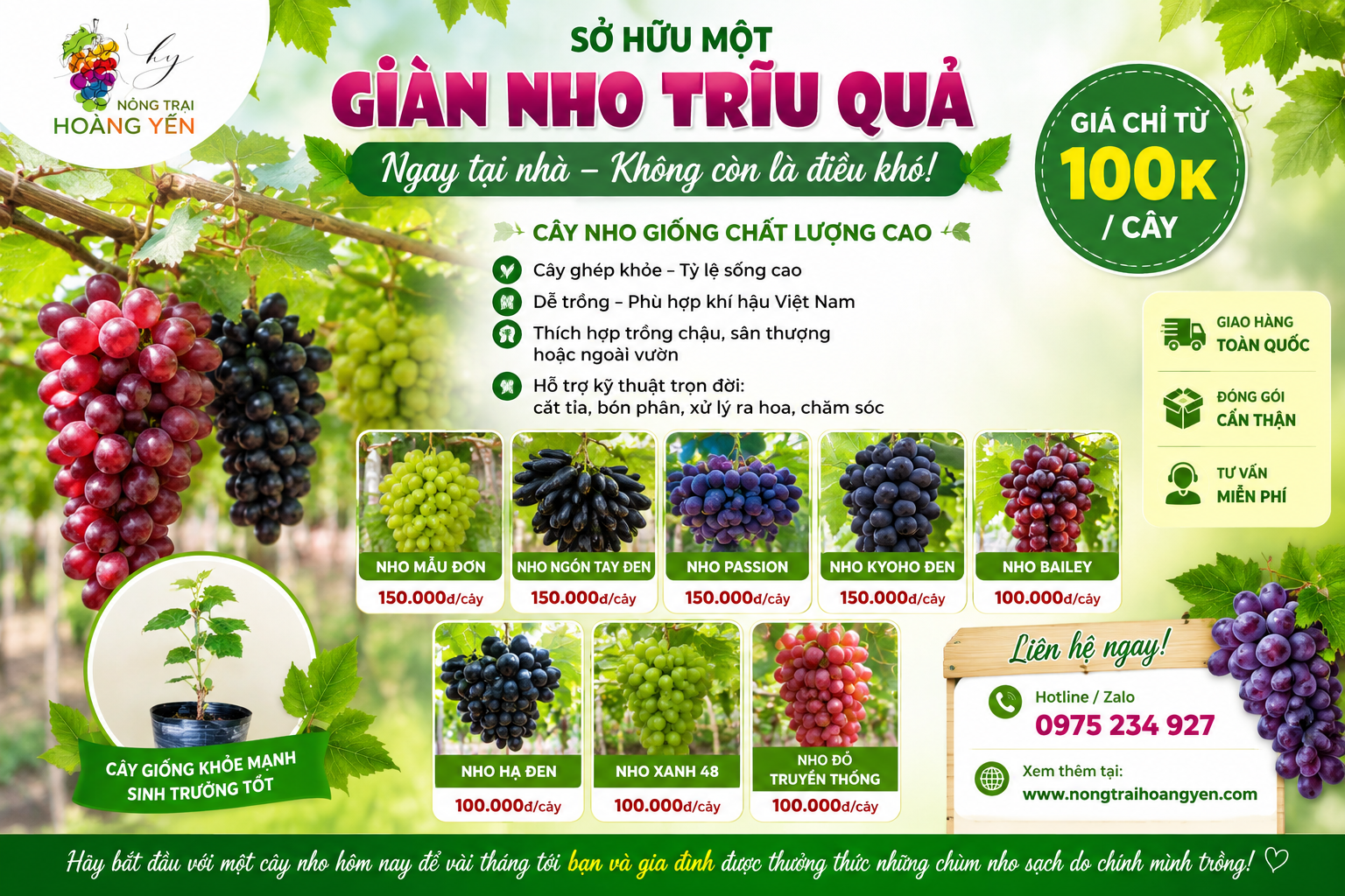 Cây Nho Giống Ghép Chất Lượng Cao – Dễ Trồng, Sai Quả, Giá Chỉ Từ 100.000đ