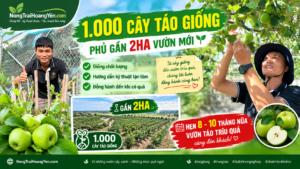 1.000 Cây Táo Giống Phủ Gần 2ha – Táo Thái Da Xanh Ra Hoa Sớm